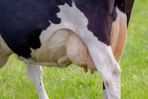 Krowa ma cztery wymiona, widoczne na zielonej łące.