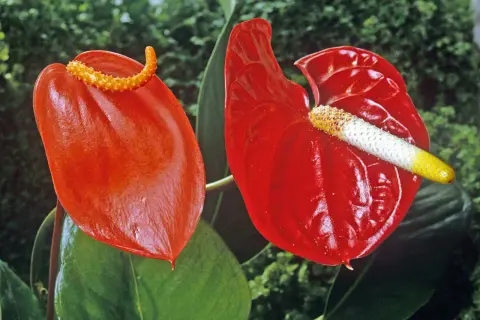 Två röda anthuriumblommor, som liknar en flamingo, med gröna blad i bakgrunden.