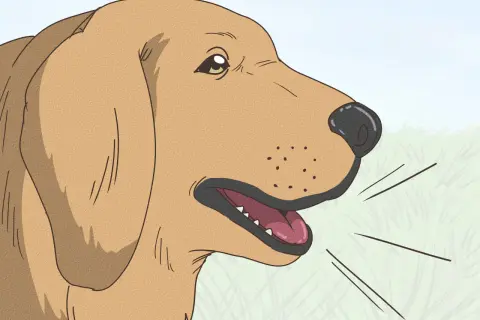 Un perro marrón con la boca abierta, quizás explicando porque suspiran los perros.