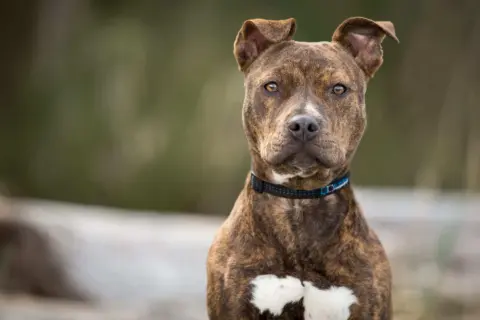 Ein brindlefarbener Pitbull Terrier mit aufmerksamen Augen und einem blauen Halsband blickt in die Kamera.