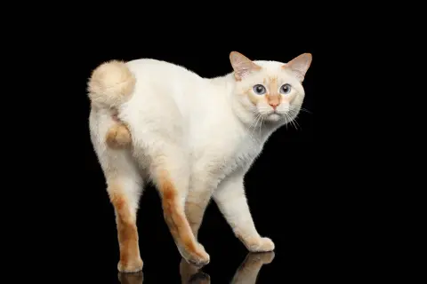 A white cat with blue eyes turns its rear end towards the viewer, a common cat greeting.