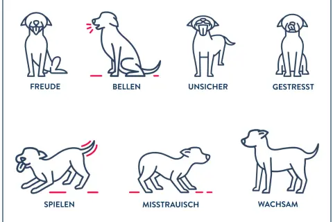 Illustrationen zeigen verschiedene Hund Verhaltensweisen: Freude, Bellen, Unsicherheit, Stress, Spielen, Misstrauen und Wachsamkeit.
