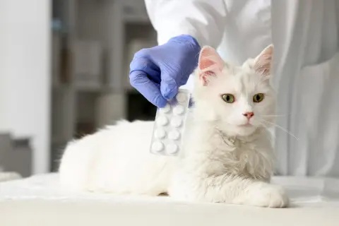 Veterinario presenta pastillas de ibuprofeno para gatos.