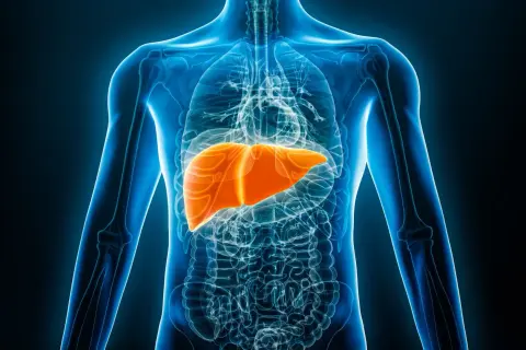 En lysande orange lever framträder i en genomskinlig blå mänsklig torso. Detta kan vara tecken på att levern mår dåligt.