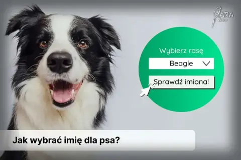 Uśmiechnięty border collie zachęca do sprawdzenia najpopularniejszych imion dla psa. Wybierz rasę Beagle i odkryj propozycje!