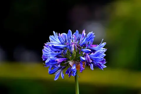 Une magnifique agapanthe en pleine floraison, ses pétales bleus éclatants se détachant sur un fond flou de verdure.