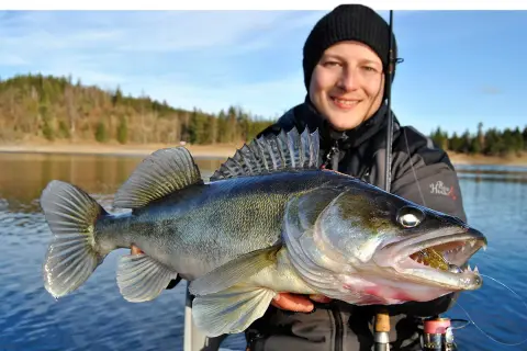Glücklicher Angler hält stolz einen großen Zander, gefangen an der Bleilochtalsperre.