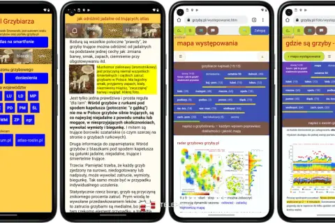 Najlepsza aplikacja gdzie są grzyby - poznaj tajniki zbierania grzybów