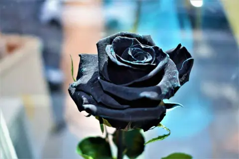 Una rosa nera, simbolo di mistero e passione. Il suo significato evoca un amore profondo e indimenticabile.