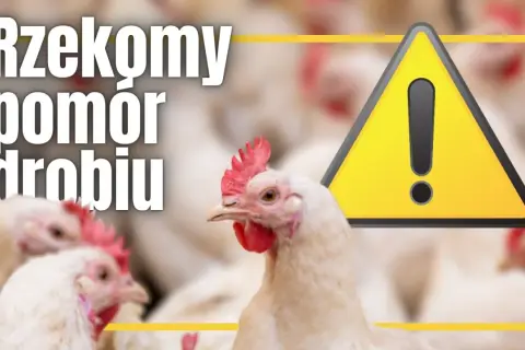 Ostrzeżenie o rzekomym pomorze drobiu. Na pierwszym planie białe kury, w tle kolejne ptaki. Obok żółty trójkąt z wykrzyknikiem.