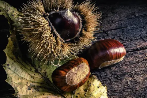 Maronen in ihrer stacheligen Hülle, daneben zwei glänzende Früchte auf einem Herbstblatt. Die Frage, wie lange Maronen kochen, beschäftigt jeden Herbstsammler.
