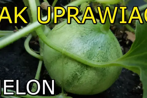 Jak uprawiać melony: proste sposoby na zdrowe plony w ogrodzie