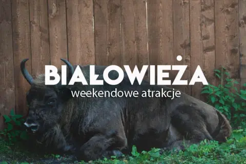 Atrakcje w Białowieży, które zaskoczą nawet najbardziej wymagających turystów