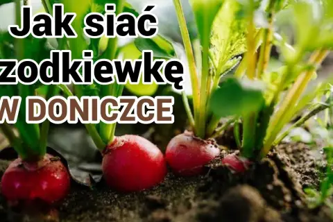 Jak siać rzodkiewkę w doniczce, aby uniknąć najczęstszych błędów