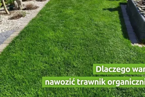 Nawożenie trawnika: Kiedy, czym i jak, by był idealny?