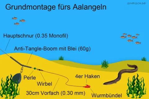 Grundmontage fürs Aalangeln: Hauptschnur, Anti-Tangle-Boom mit Blei, Perle, Wirbel, 30cm Vorfach, Haken mit Wurmbündel und ein Aal.