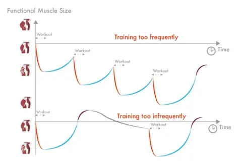 Wykres pokazuje, jak częstotliwość treningu wpływa na rozmiar mięśni. Optymalny full body workout pozwala na regenerację i wzrost.