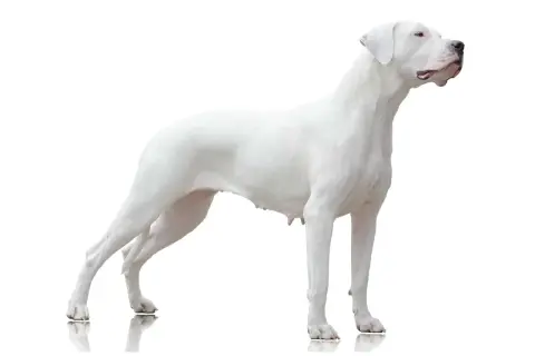 Ein stolzer, weißer Dogo Argentino, ein beeindruckender argentino hund, steht aufmerksam da.