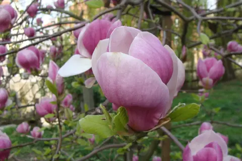 Delikatne pąki magnolii, jakby wyłaniające się z żyznej ziemi, rozkwitają w pastelowych odcieniach różu.