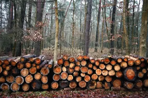 Stos drewna w lesie, gotowy do sezonowania. Drewno, ze względu na swoją higroskopijność, wchłania wilgoć z otoczenia.