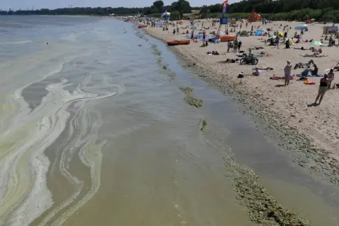 Jak wyglądają sinice w Bałtyku i jakie niosą zagrożenia zdrowotne