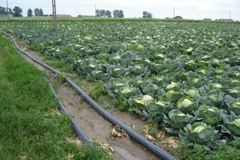 Pole kapusty po sadzeniu do gruntu, z rurami nawadniającymi biegnącymi wzdłuż rzędów.