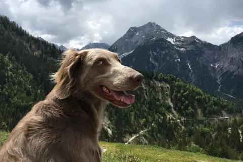 Un chien weimaraner, le regard vif, profite d'une vue imprenable sur les montagnes. Il semble prêt à explorer, se demandant combien de km peut marcher un chien par jour.