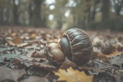 Czy pies może jeść kasztany? Toksyczność i zagrożenia dla zdrowia psa.