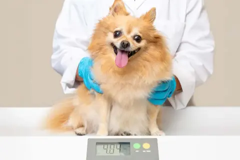 Ein Pomeranian sitzt auf einer Waage, während eine Person in einem weißen Kittel und blauen Handschuhen ihn hält. Das Gewicht von 4.84 kg wird angezeigt. Dies hilft bei der Bestimmung, wieviel Futter ein Hund benötigt.