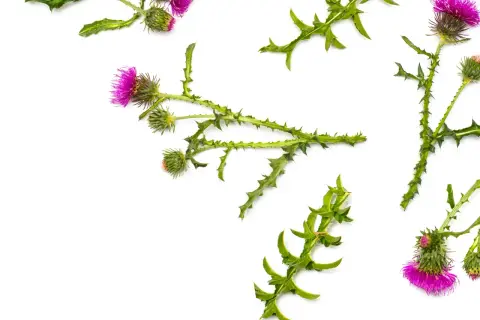 Lila Blüten und stachelige Blätter von Mariendistel-Pflanzen. Die Mariendistel wirkung ist bekannt für ihre leberschützenden Eigenschaften.
