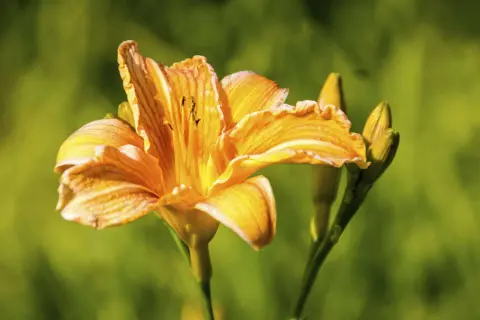 Orange Taglilien schneiden für einen schönen Sommerstrauß.