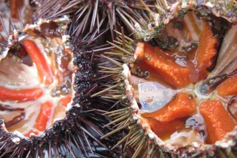 Interno di ricci di mare freschi, con le loro gonadi arancioni e rosse pronte per essere gustate.