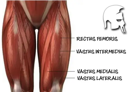 Muskeln des Oberschenkels, darunter der vastus lateralis, mit Beschriftungen.