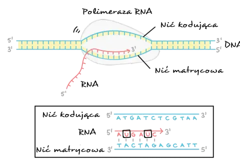 Proces transkrypcji: polimeraza RNA tworzy nić RNA na matrycy DNA. Sekwencja DNA: ATGATCTCGTAA.