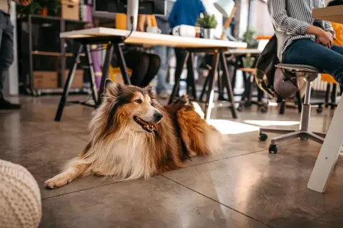 En vacker hund på kontoret, en lojal kollega som vilar på golvet medan människor arbetar vid sina skrivbord.