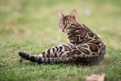 Gatto leopardato razza Bengal, con mantello maculato e occhi verdi brillanti, seduto sull'erba.