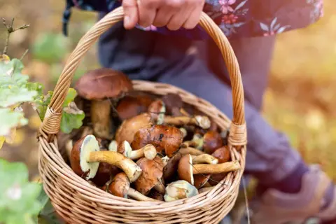 Kiedy jest sezon na kurki? Sprawdź, by nie przegapić zbiorów