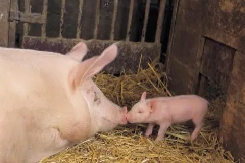 Une mère cochon et son petit se touchent le groin dans une porcherie. Une tendre image qui évoque la durée de vie d'un cochon, de sa naissance à sa maturité.