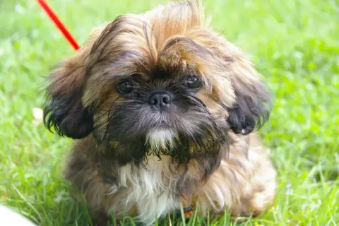 Kiedy shih tzu zmienia sierść i jak ułatwić ten proces?