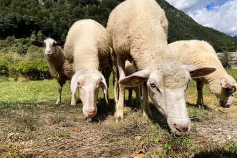 Un gruppo di pecore Charolaise pascola in un prato verde, con montagne boscose sullo sfondo.