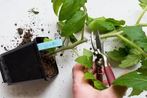 Beskära tomatplantor för bättre tillväxt. En hand håller sekatör för att toppa tomatplantor.