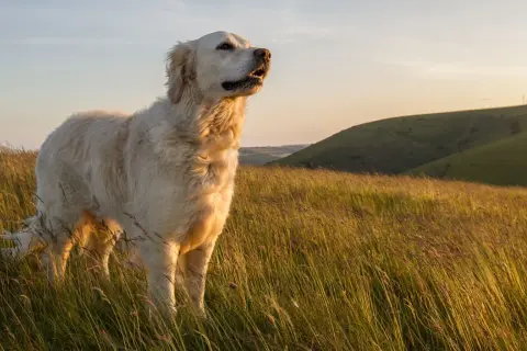 Jak rozpoznać golden retrievera: cechy, które musisz znać