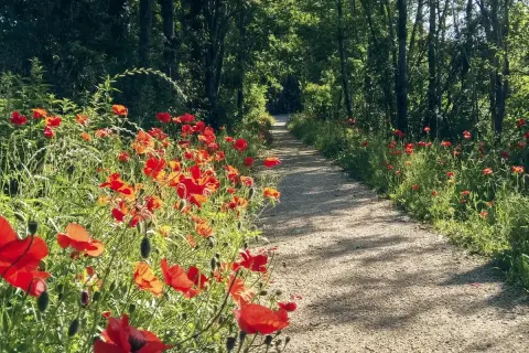 Sentier bordé de coquelicots rouges dans un parc de l'homme, sous le soleil filtrant à travers les arbres.