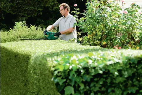 Mann mit Schutzbrille und Handschuhen schneidet mit elektrischer Heckenschere eine grüne Hecke. So gelingt das hecke richtig schneiden für ein gepflegtes Ergebnis.