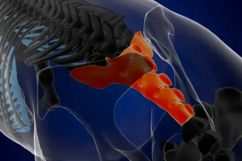 En 3D-rendering av bäckenet visar korsbenet i orange, en del av ryggraden och revbenen i svart och ljusblått. Detta är en viktig si joint svenska.