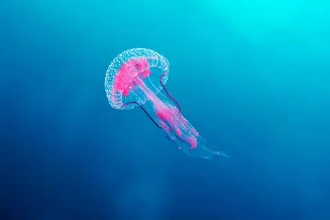 Medusa rosada y translúcida, un ejemplo de los diversos tipos de medusas en España, flota en aguas azules profundas.