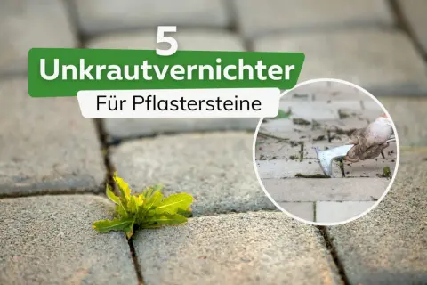 Unkrautvernichter für Pflastersteine: Ein Unkraut wächst hartnäckig zwischen den Steinen. Daneben eine Hand mit Handschuh, die mit einem Werkzeug Unkraut entfernt.