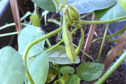 Nahaufnahme einer jungen Edamame-Pflanze mit grünen Schoten und behaarten Stielen.