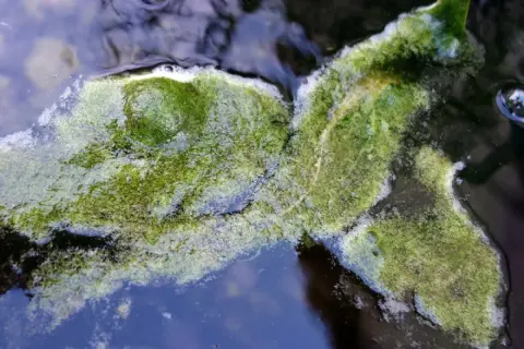 Masse d'algues vertes filamenteuses flottant à la surface de l'eau, formant des tapis verdoyants.