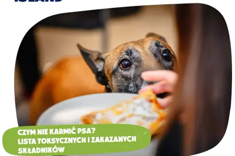 Mięso z rosołu dla psa: Toksyczne składniki, których nie znasz